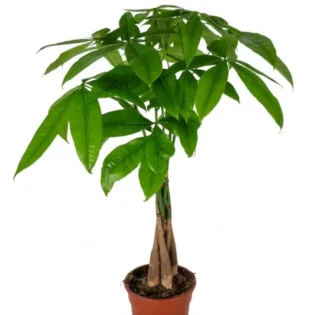 Pachira Aquatica - Gap Events