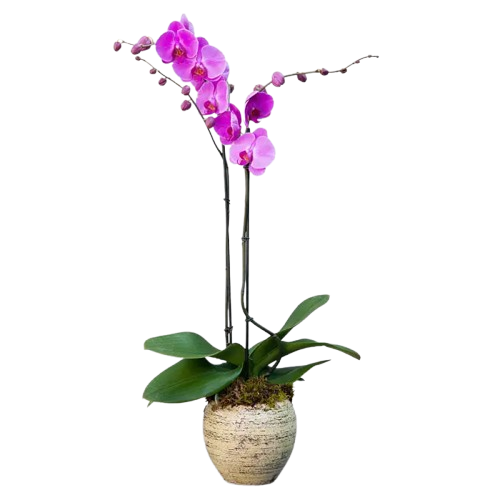 Orchidée Mauve