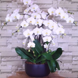 Orchidée cascade - Gap Events(OKl)