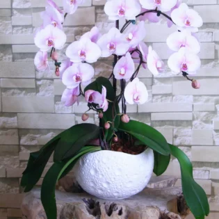 Orchidée cascade petite - Gap Events(OKl)