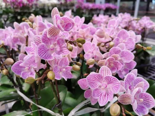 Fleurons orchidée rose pâle - Gap Events (OKl)