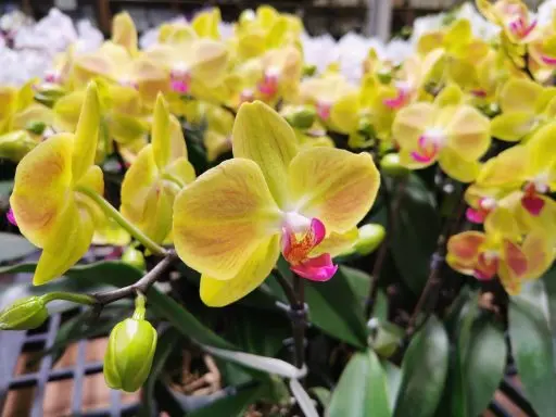 Fleurons orchidée jaune - Gap Events (OKl)