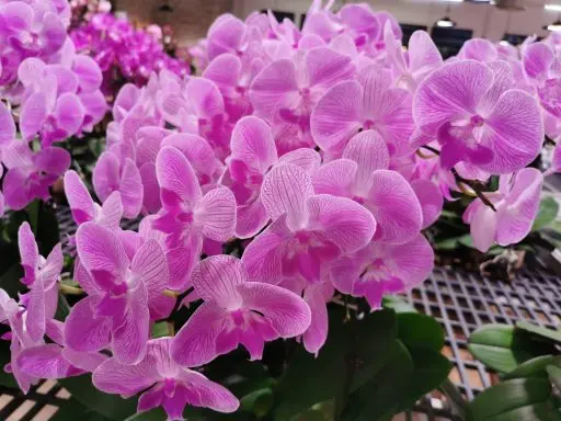 Fleurons orchidée rose - Gap Events (OKl)
