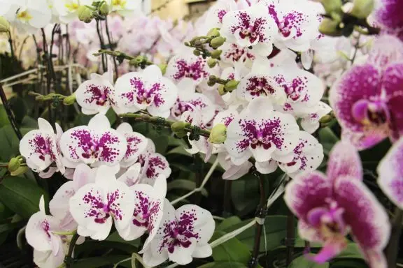 Fleurons orchidée tâches rose - Gap Events (OKl)