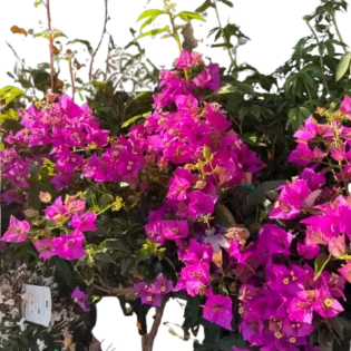 bougainvilliers - Gap Events - Villemomble - Joinville-Le-Pont