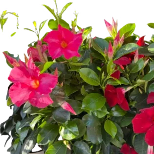 dipladénia_Gap_Events