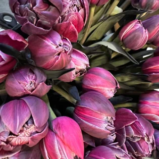 tulipe pourpre extra - Gap Events