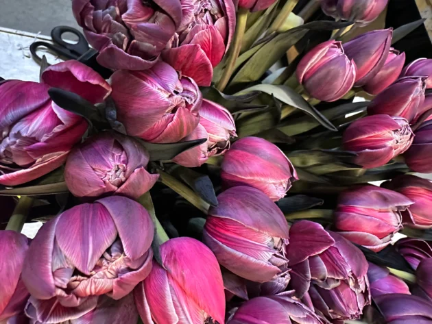 tulipe pourpre extra - Gap Events