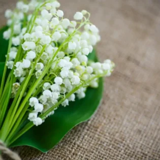 Muguet