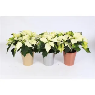 poinsettia blanc - Gap Events