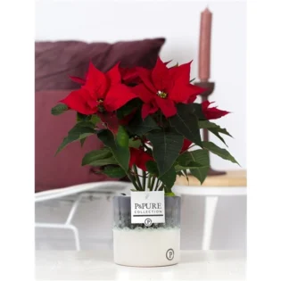 poinsettia rouge - Gap Events