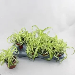 Chlorophytum pot diamètre 12 - Gap Events