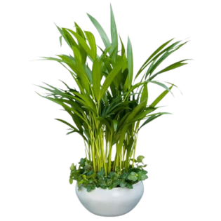 Plantes🪴