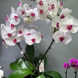 Orchidée cascade blanc et rose - Gap Events(OKl)