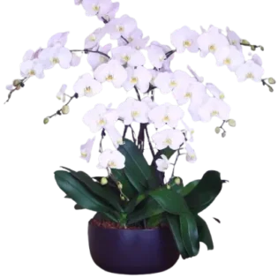 ORCHIDÉES
